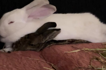 She’s lying in his usual spot. He has an interesting technique to reclaim it.