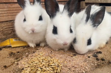 My Bunnies 😊 ASMR