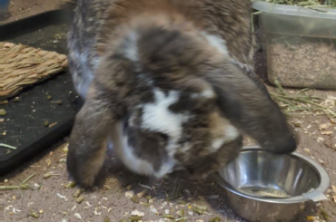 Hades go noM noM noM *throw*