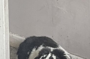 Does anyone else’s bunny have phases where they hide in one part of the house for days instead of their usual routine of spending time in one place through the day and retreating elsewhere at night?