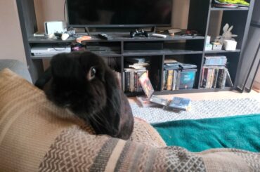 We had to say goodbye to Ori tonight. I will love you forever, buddy. See you in the next life 💔