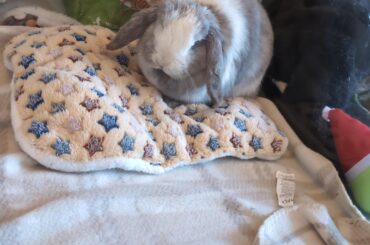 Proud bun mom (she made it through surgery)