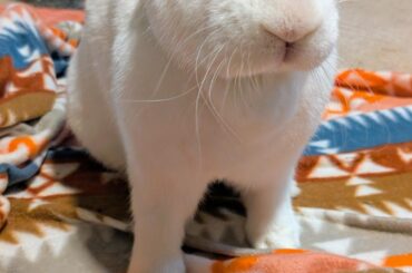 This week's episode of earless and jobless