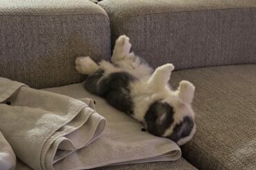 🚨 Mr. Crispy rolled over