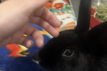 Does it look like she enjoys being pet??