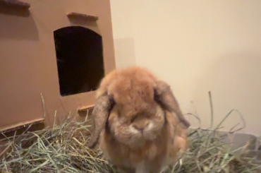 Romeo wants to say hi