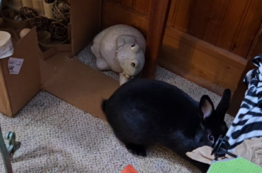 Bun gives fastest house tour ever.
