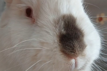 His little nose 🤍