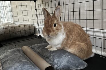 Peanut is grumpy this morning 🐰