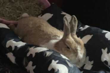 vet today or tomorrow?