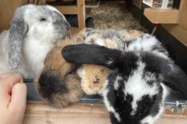 Help! Bunnies are suddenly fighting…
