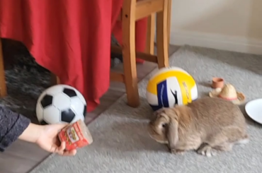 Do not show your rabbit shrimp paste!