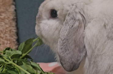 Momo showing us what a good eater he is.