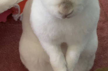 Miss Moon being cute 🥰