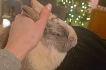 Ear massage and a snooze