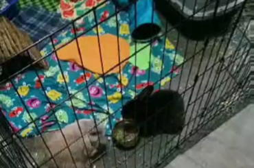 Why couldn't they just sit closer to the bowl.