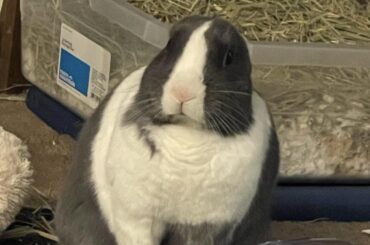 What kind of animal is this?