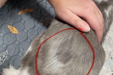 Is it just molting season or should I be more concerned?