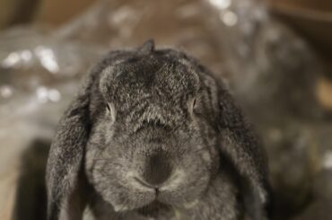 Hedwigs alfalfa hair. My favorite