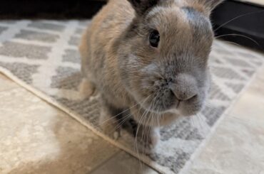 12 years old and healthy. I am so lucky.