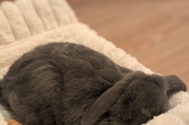 Samwise the brave had to have a big break after he had been strong for a few weeks. He surely cant wait to be reunited with his Rosie at last.