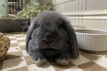 What is a good bunny safe urine remover spray?