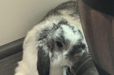 Planted his chin (pun intended)