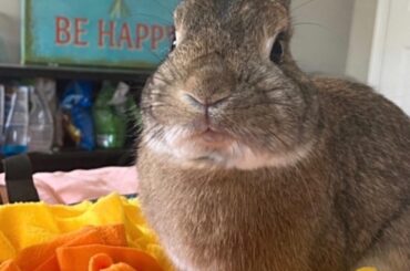 Bunny was adopted 5 yrs ago today 🐰 What a sweetheart she is