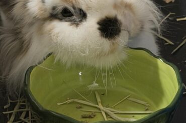 Cookie using her food bowl as a pillow…