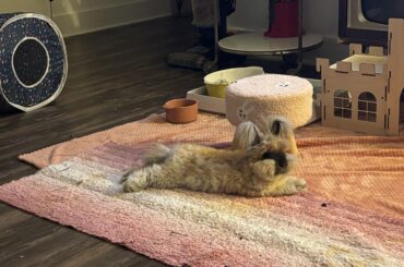 How much should I be feeding my rabbit?