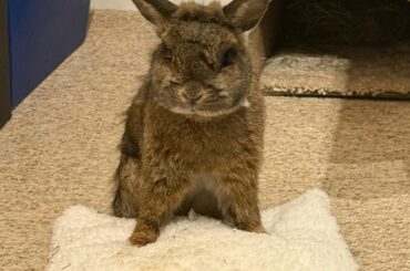 Gingersnap turned 12 today!