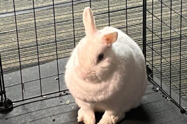 what kind of bunny could she be?