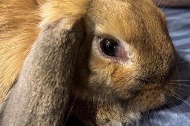 Is this normal for my bunnies eye?