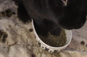 Noctis is very clear this is her food