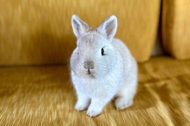 Our new family member !