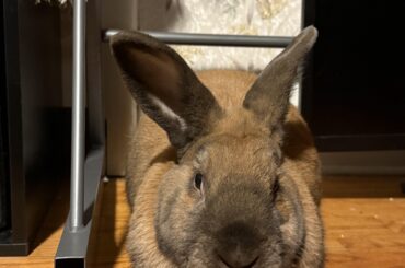 Help, male rabbit has gone crazy mode