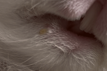 Yellow, firm bump at my rabbit’s mouth corner – dental abscess?