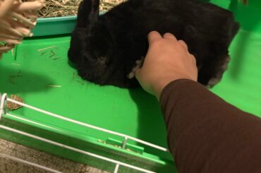 Recent flops + tiny legs