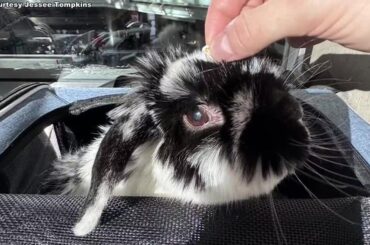 Bunnies back on board: Alaska Airlines brings back its rabbit in-cabin policy