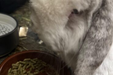 What is your bun’s New Year’s Resolution?