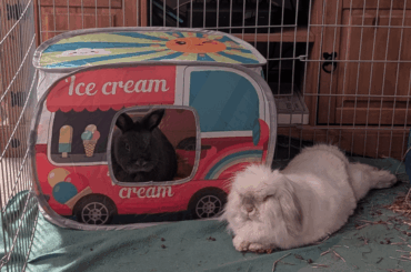 Would anyone like an🍦 from Effy?