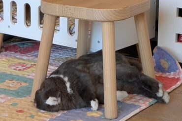 The daily struggle of Peter the Bunny :)