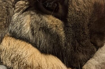 Behold the glory of her dewlap!