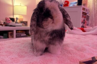 the shortest legs you’ve ever seen