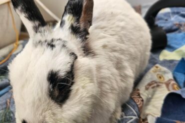 Snowy had his abscess removed!