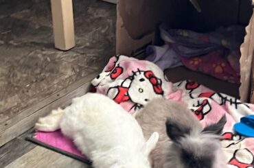 my cutie patooties being cutie patooties