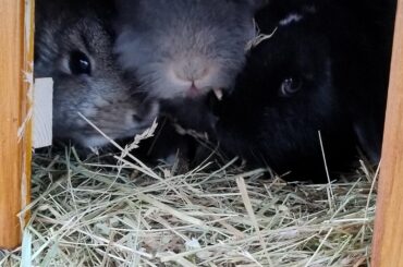 Predators spotted their prey