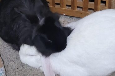 Mariah being her deaf husbun's ears
