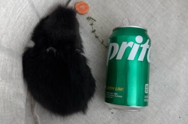 How old is this bunny?