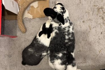 These two became inseparable since bonding🥹❤️